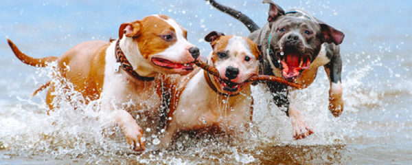 American Staffordshire Terrier