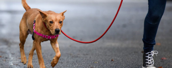 chien