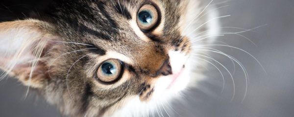 chat