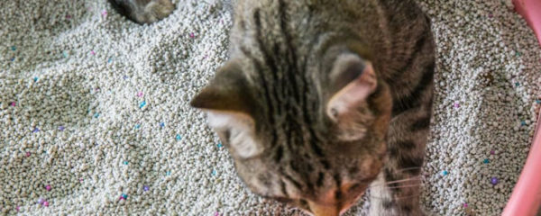 litière pour chat