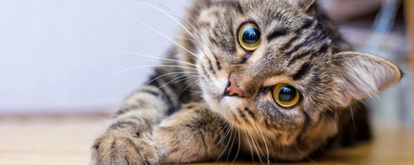 chat