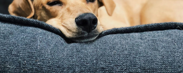 chien en train de dormir dans un panier