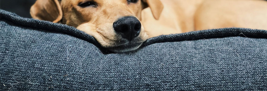 chien en train de dormir dans un panier