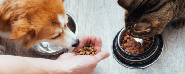 nourriture pour chien