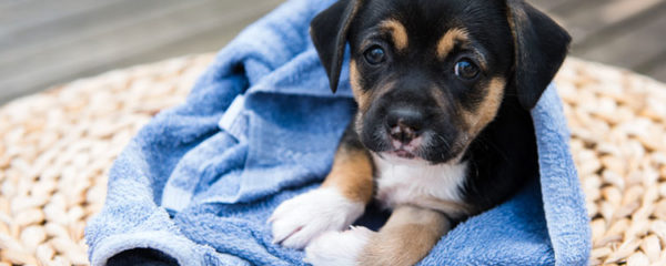 Adoption chiots