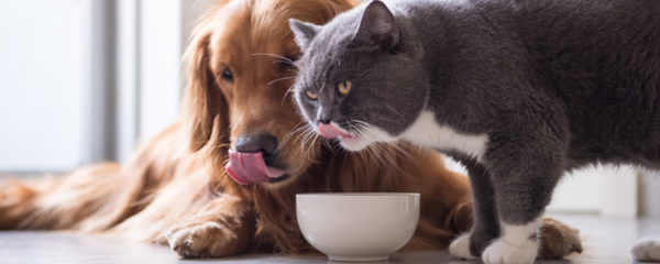Chiens et chats