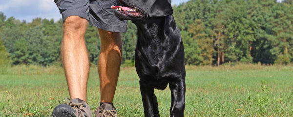 Rôle de l'éducateur canin