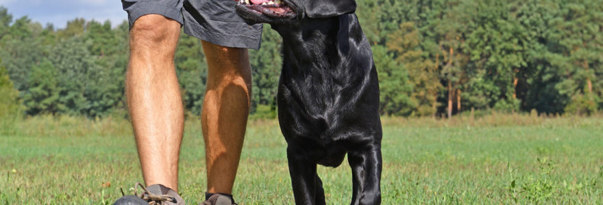 Rôle de l'éducateur canin