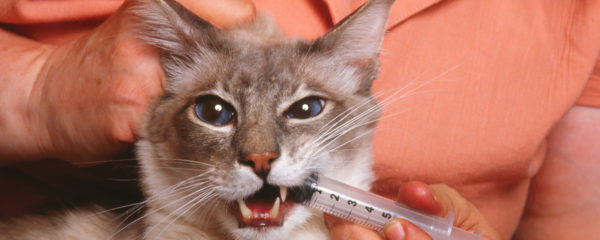 Vermifuger votre chat.