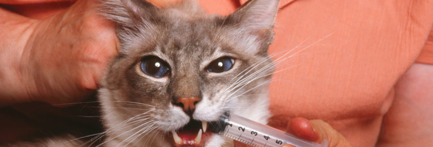 Vermifuger votre chat.